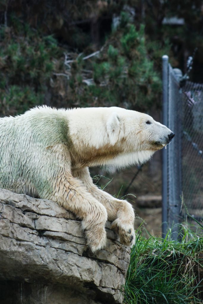 san diego zoo